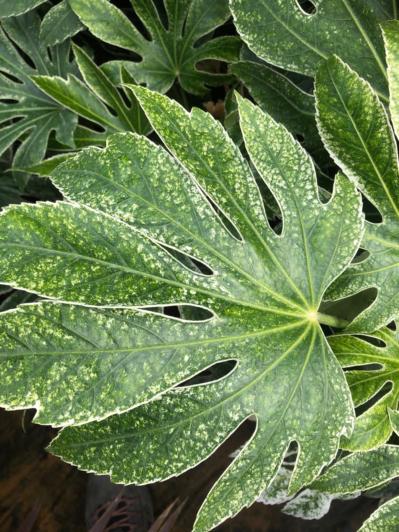 Fatsia Japonica Spiders Web Variegated Evergreen Shrub Plant Large In A 3 Litre Pot