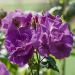 Rose 'rhapsody In Blue' – Purple Shrub Rose (roty 2003) | 1 x Bare Root | Purple