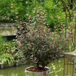 Physocarpus 'little Joker' Compact Red-foliage Shrub 50cm | 1 x 3L | Red