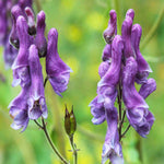 Aconitum 'purple Sparrow' - 1.5L pots | Set-of-1 | Purple