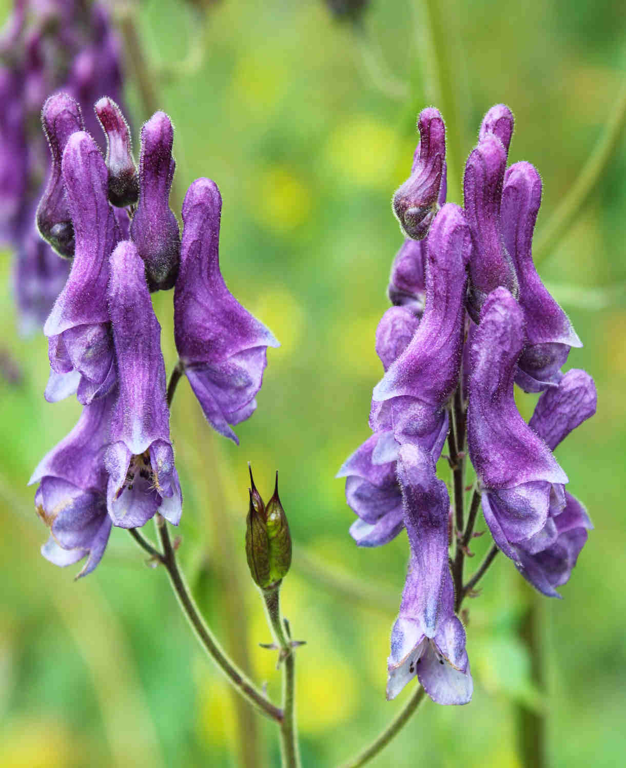 Aconitum 'purple Sparrow' - 1.5L pots | Set-of-1 | Purple
