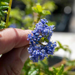 Ceanothus 'blue Mound' - Evergreen Californian Lilac, Bright Blue Flowers | 3 x 7cm Plants | Blue