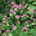 Astrantia 'roma' - Deep Pink Pincushion Perennial | 1 x 9cm | Pink