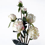 6 X 55cm Cream Peony Artificial Flower Stems - 24 Flowers 18 Buds