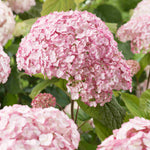 Hydrangea Arborescens Candybelle Bubblegum - 9cm pots | 3 x 9cm | Pink