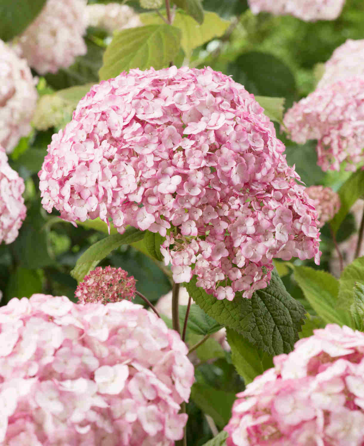 Hydrangea Arborescens Candybelle Bubblegum - 9cm pots | 3 x 9cm | Pink