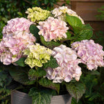 Hydrangea Rembrandt Elegant Rosa - 14cm pot | Set-of-1 | Pink