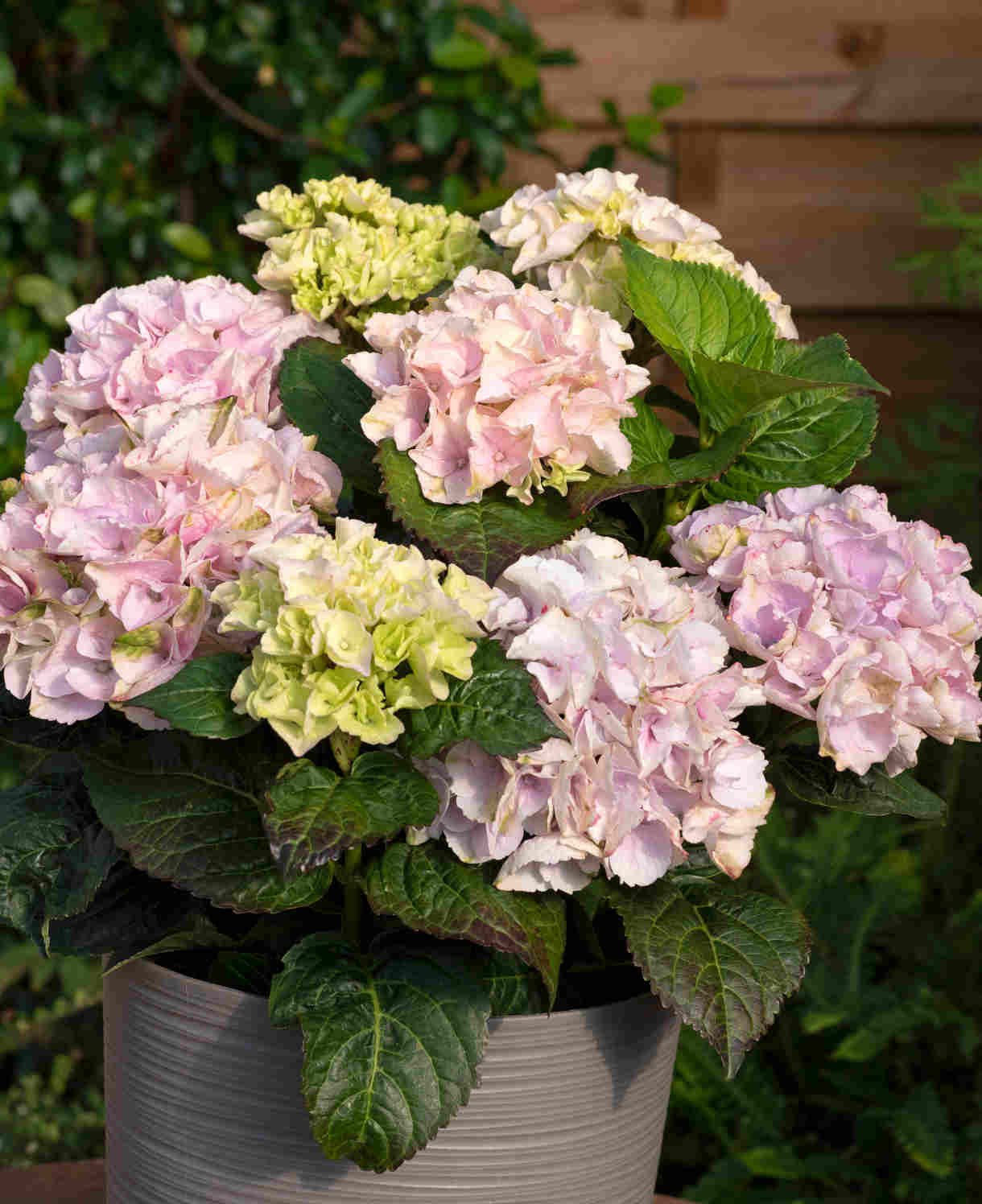 Hydrangea Rembrandt Elegant Rosa - 14cm pot | Set-of-1 | Pink