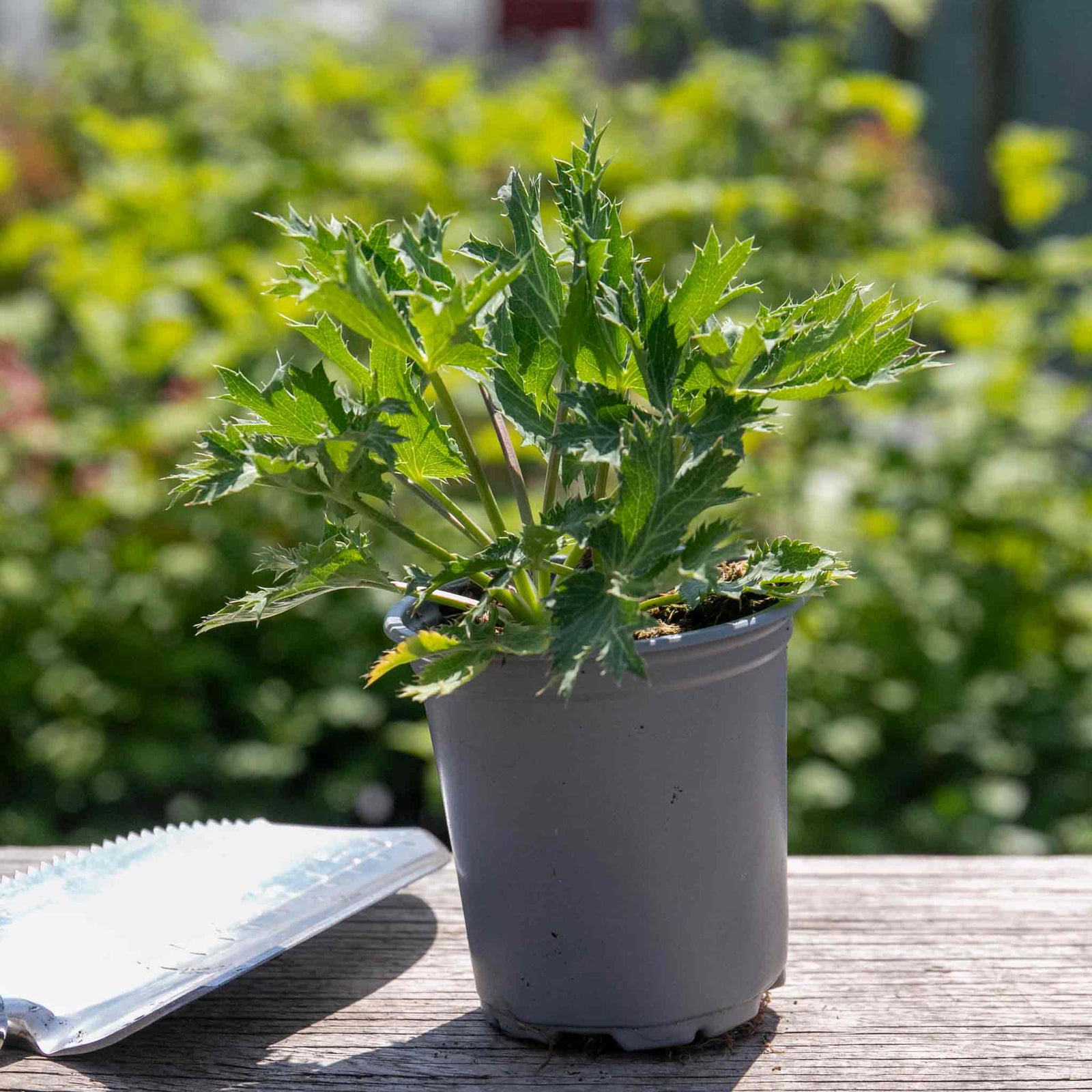Eryngium 'big Blue' Perennial 50cm | 1 x 9cm | Blue