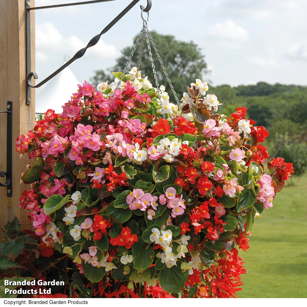 Begonia Lotto Mixed Garden Ready Plants | 12 x Garden Ready Plants