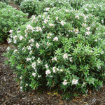 Daphne 'eternal Fragrance' (daphne X Transatlantica) - Long-flowering Fragrant Evergreen | 1 x 1.5L | Green & Pink