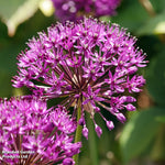 Allium Purple Sensation Bulbs | 8 x Bulbs | Pink & Purple