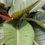 Hayloft Ensete Ventricosum Maurelii (Banana Plant) - 1 x 10.5 Cm Pot