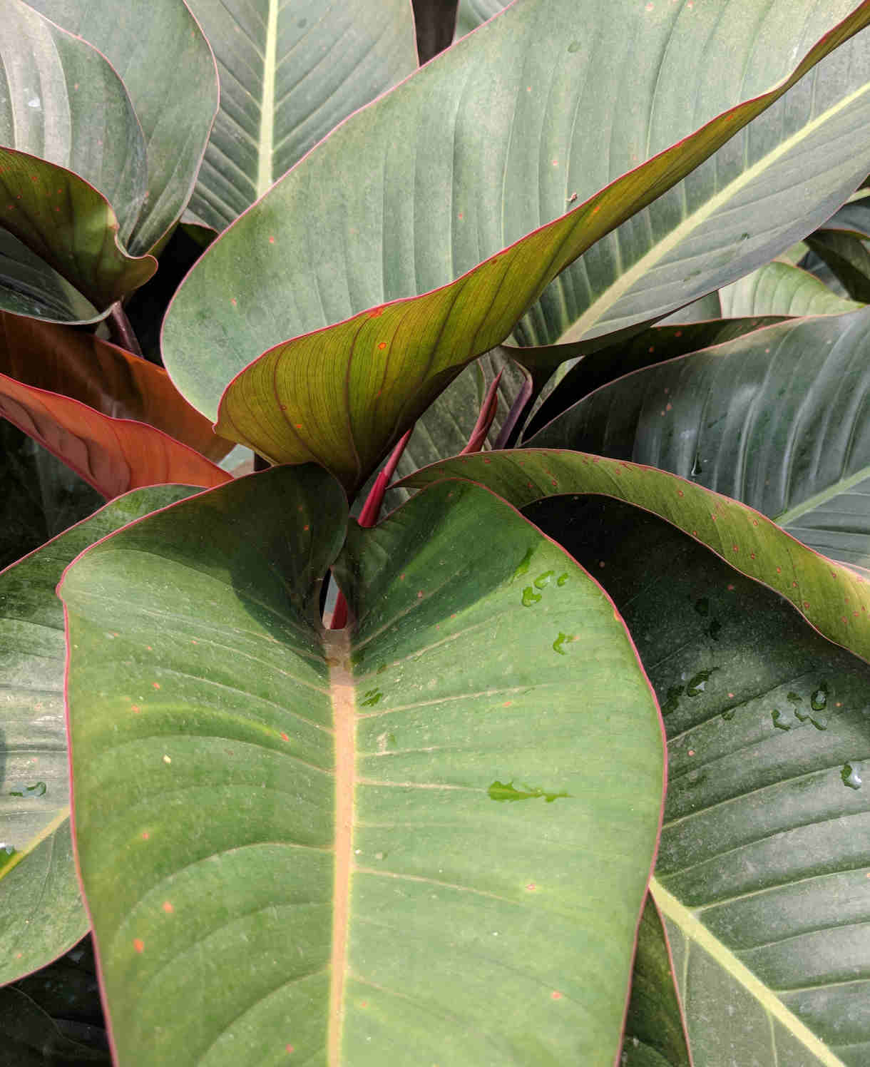 Hayloft Ensete Ventricosum Maurelii (Banana Plant) - 1 x 10.5 Cm Pot
