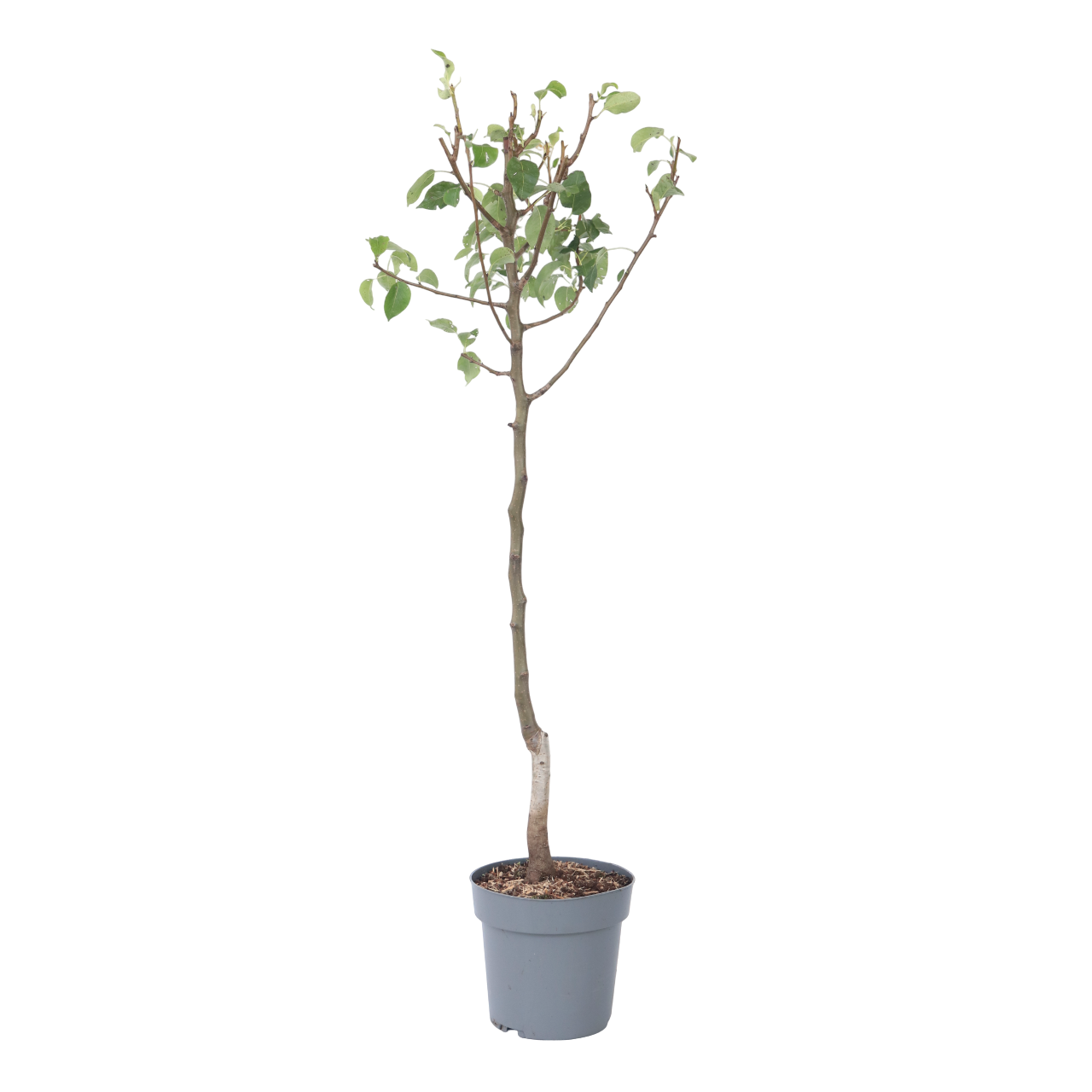 Pear Tree - Pyrus Communis 'conference' - Height 90-100cm - ⌀21cm