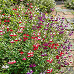 Salvia 'luscious Lips Collection' - 9cm Pots. | 6 x 9cm | Multi