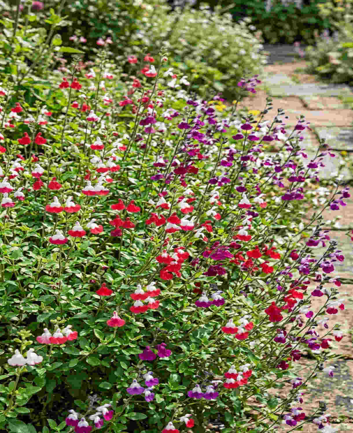 Salvia 'luscious Lips Collection' - 9cm Pots. | 6 x 9cm | Multi
