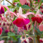 Fuchsia Standard 'paula Jane' | 1 x 3L | Pink