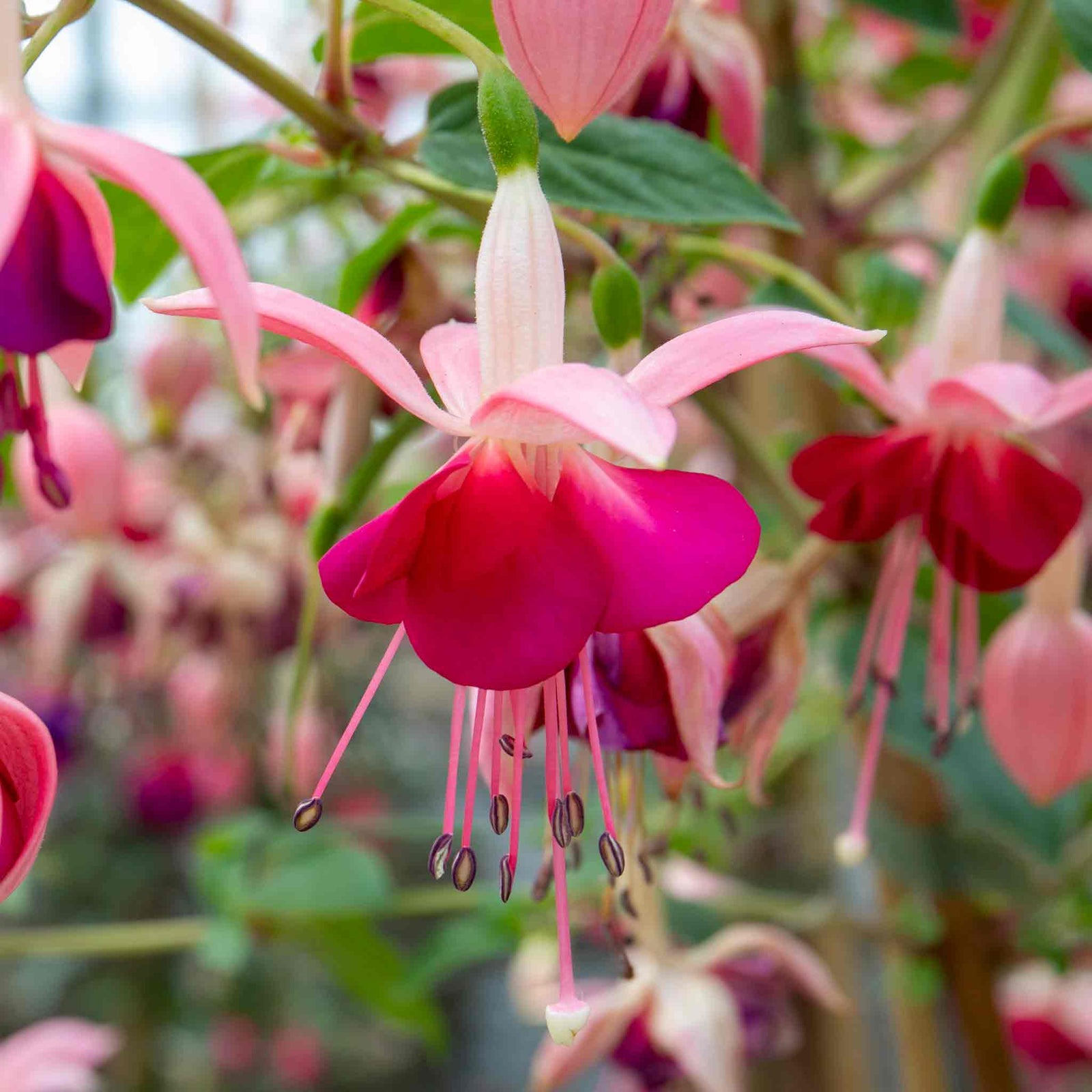 Fuchsia Standard 'paula Jane' | 1 x 3L | Pink