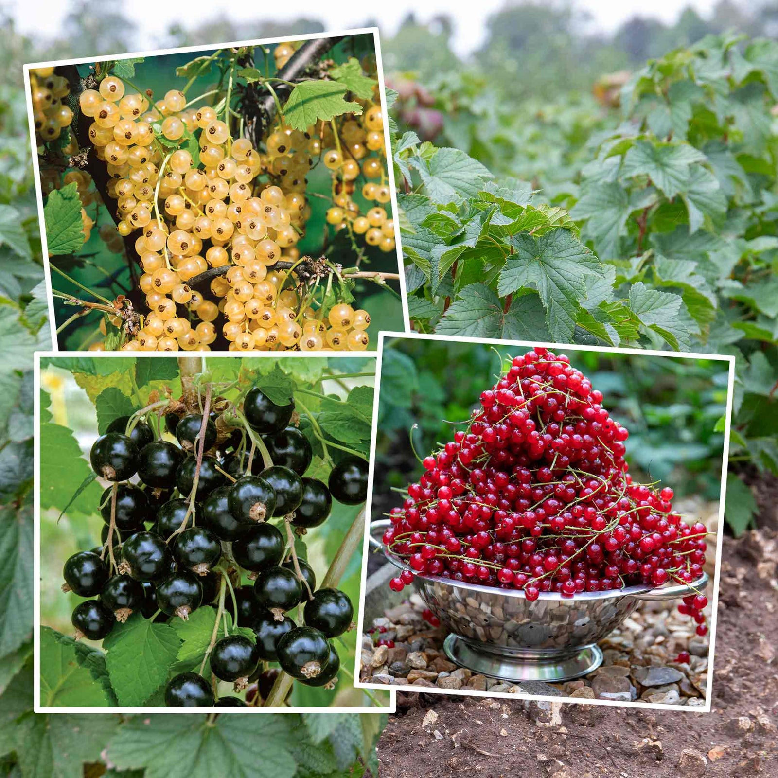 Currant Bush Collection 3 X Bare-root Plants (ebony, Blanka, Rovada) | 3 x Bare Root | Red & White