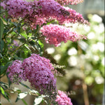 Hayloft Buddleja Hybrida Pink Cascade - 1l Pot