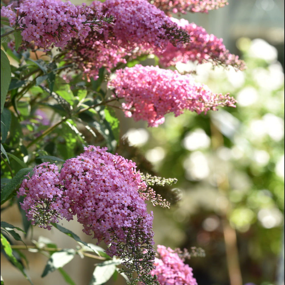 Hayloft Buddleja Hybrida Pink Cascade - 1l Pot