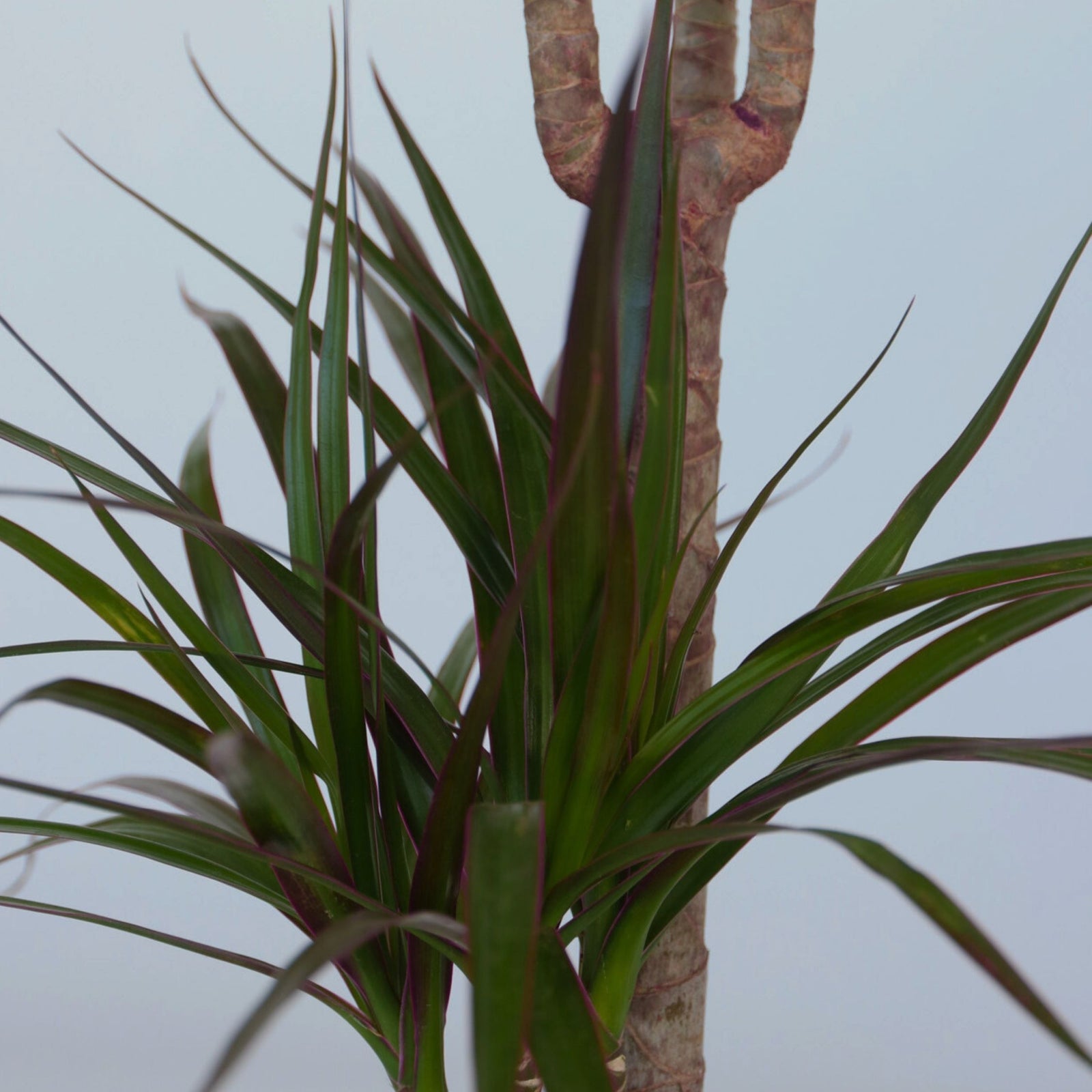 Madagascar Dragon Tree - Dracaena Marginata - Height 70-80cm - ⌀17cm | Set of 1 | Green