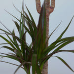 Madagascar Dragon Tree - 2 Pcs. - Dracaena Marginata - Height 70-80cm - ⌀17cm | Set of 2 | Green
