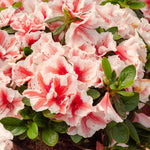 Azalea Encore 'autumn Starburst' Repeat-blooming Bicolour | 1 x 9cm | Green & White