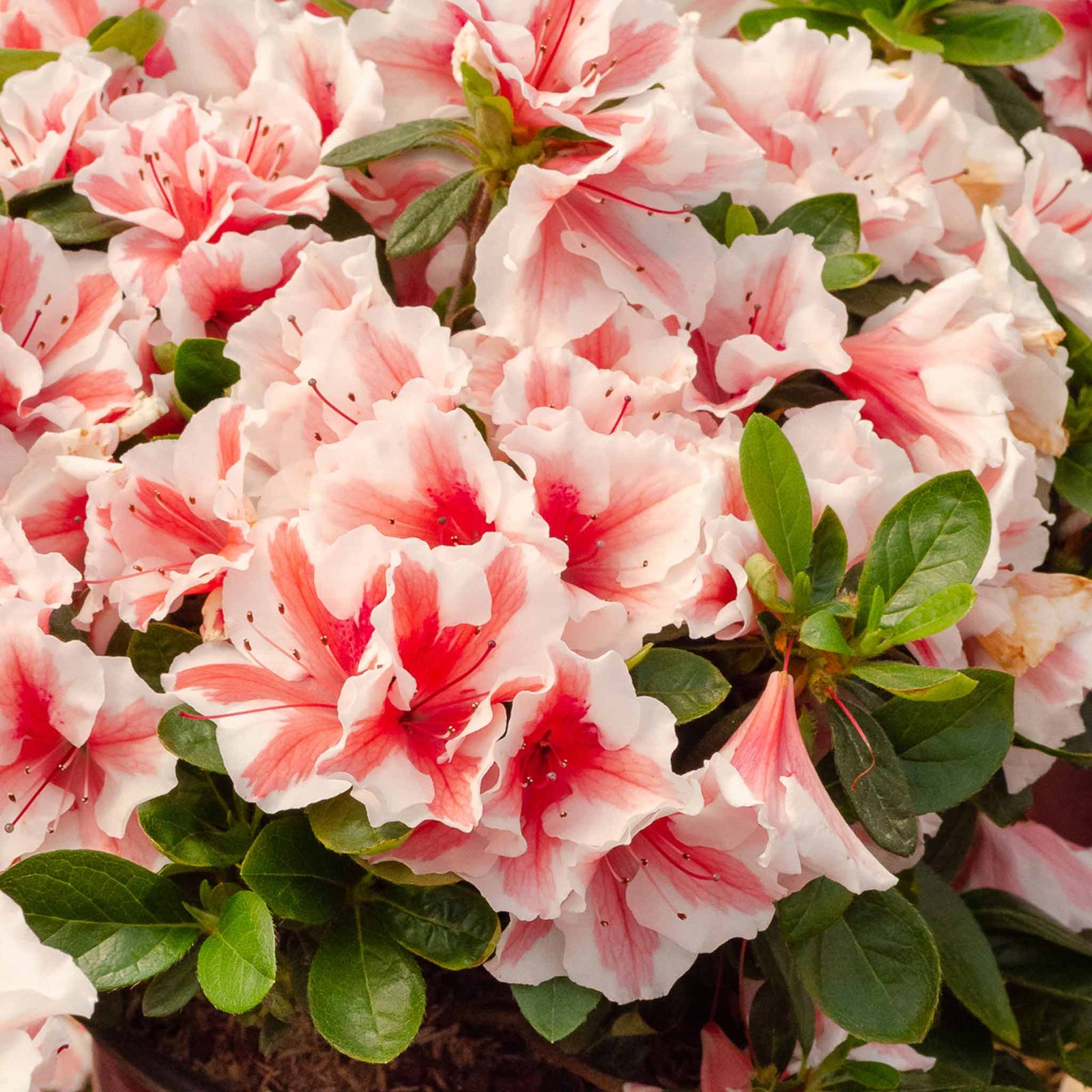 Azalea Encore 'autumn Starburst' Repeat-blooming Bicolour | 1 x 9cm | Green & White