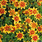 Bidens 'blazing Star' - Compact, Long-flowering Bedding Plant | 12 x Plug Plants | Orange