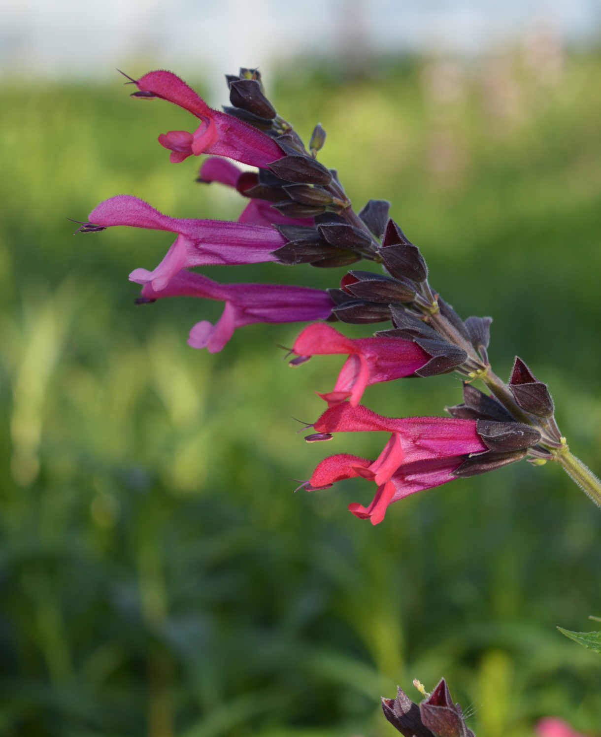 Salvia Amante - 9cm pot | Set-of-3 | Deep Pink