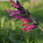 Salvia Amante - 9cm pot | Set-of-1 | Deep Pink
