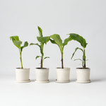 Hardy Banana - Musa Basjoo - Height 25-40cm - ⌀9cm | Set of 4 | Yellow