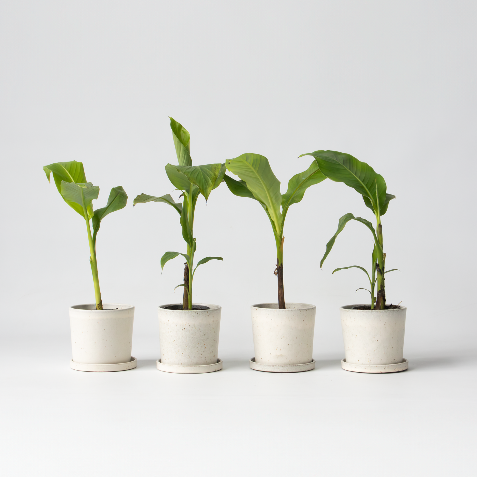 Hardy Banana - Musa Basjoo - Height 25-40cm - ⌀9cm | Set of 4 | Yellow