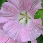 The 'luscious Lavatera Marshmallow Collection' - 9cm pots | 6 x 9cm | Pink & White