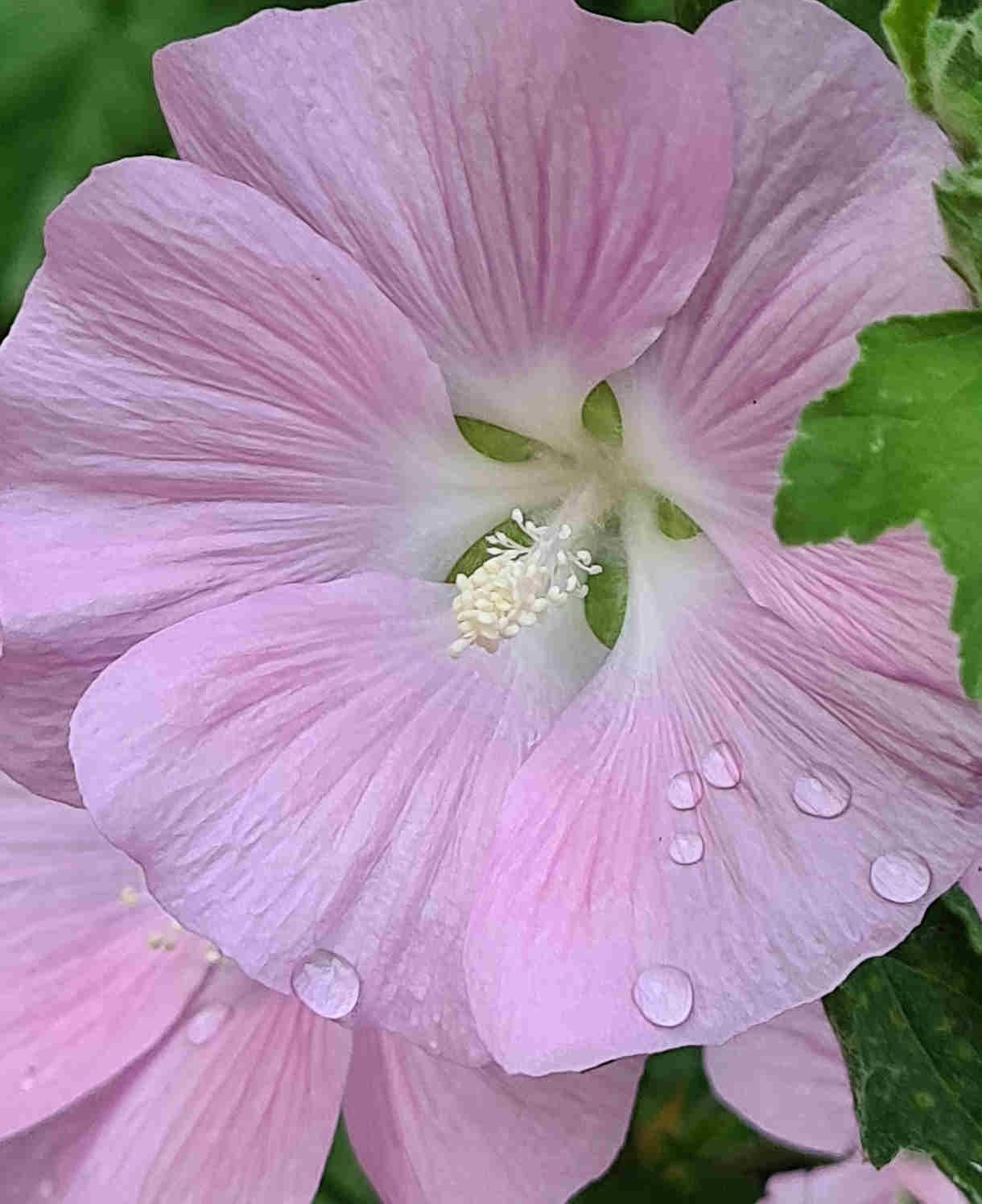 The 'luscious Lavatera Marshmallow Collection' - 9cm pots | 3 x 9cm | Pink & White