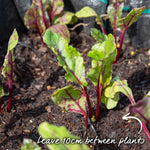 Beetroot Cylindra | 450 Seeds