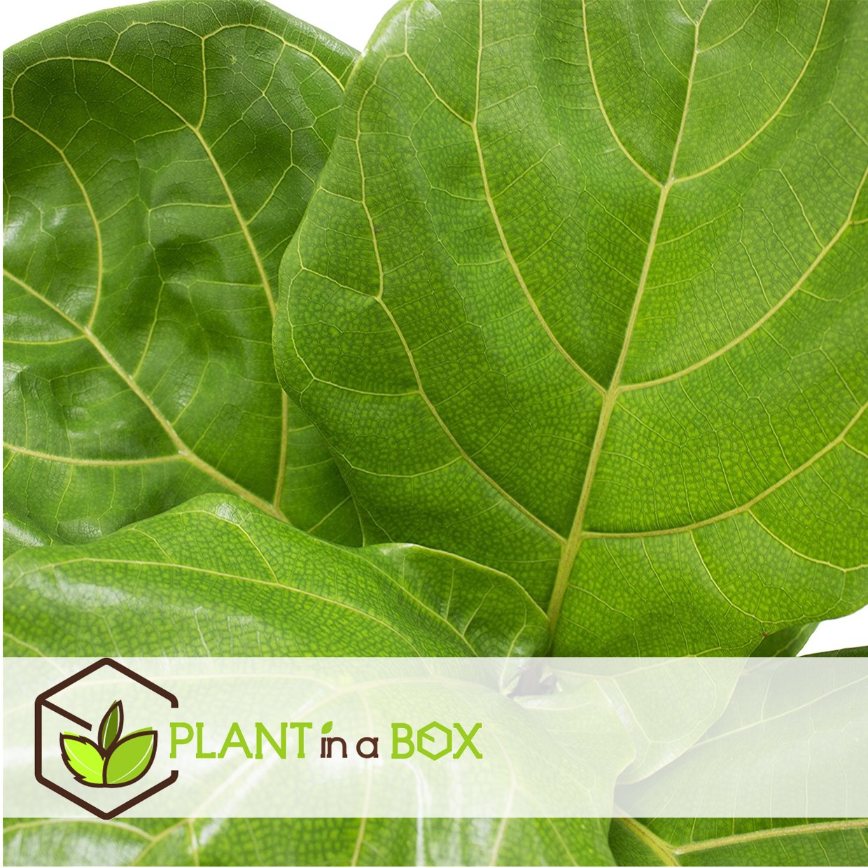 Fiddle-leaf Fig - 2 Pcs. - Ficus Lyrata - Height 70-90cm - ⌀21cm | Set of 2 | Green