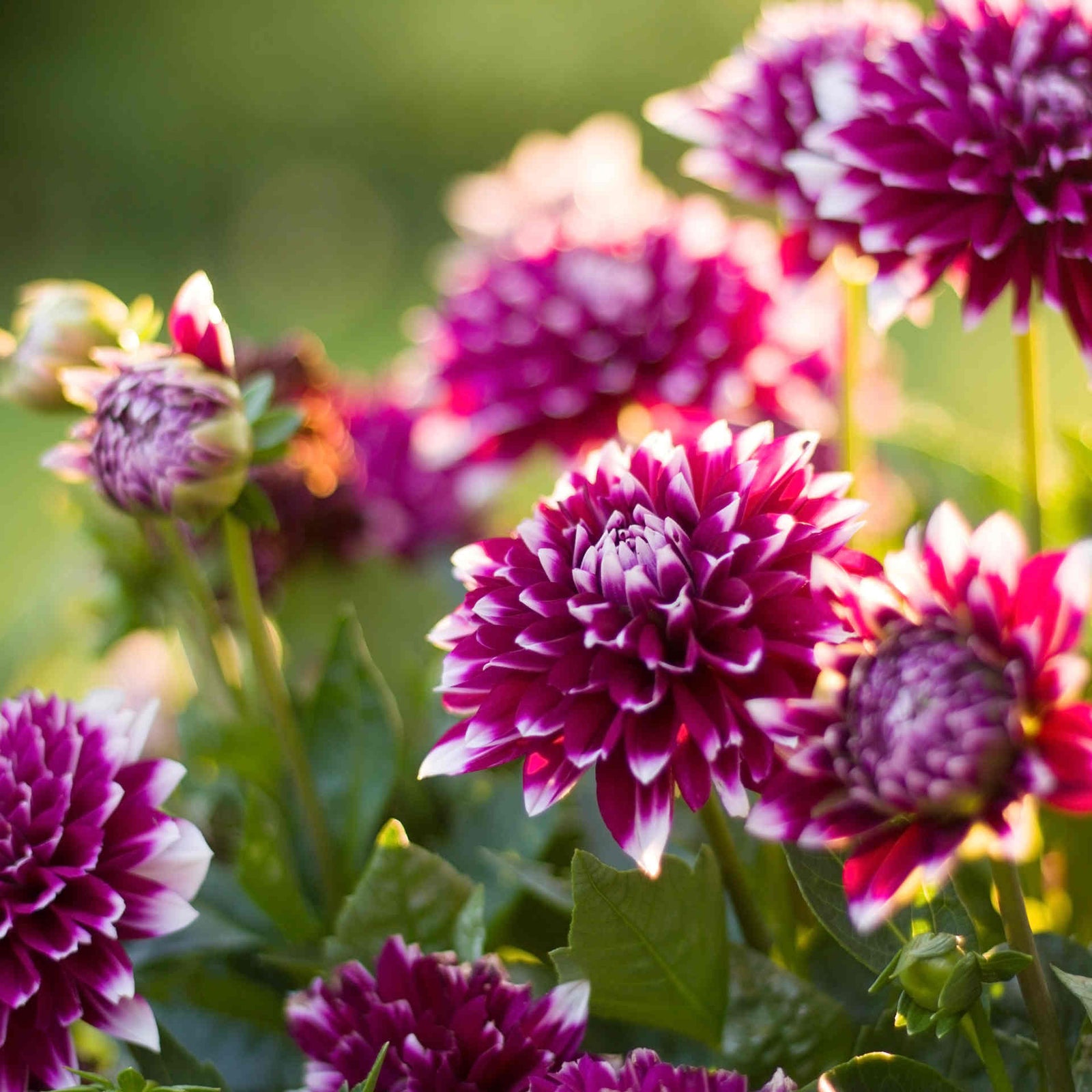 Dahlia 'mystery Day' - 3l Pot | 2 x 3L | Purple