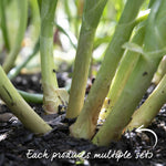 Shallot Duo Pack - Red Sun & Golden Gourmet | Set of 2