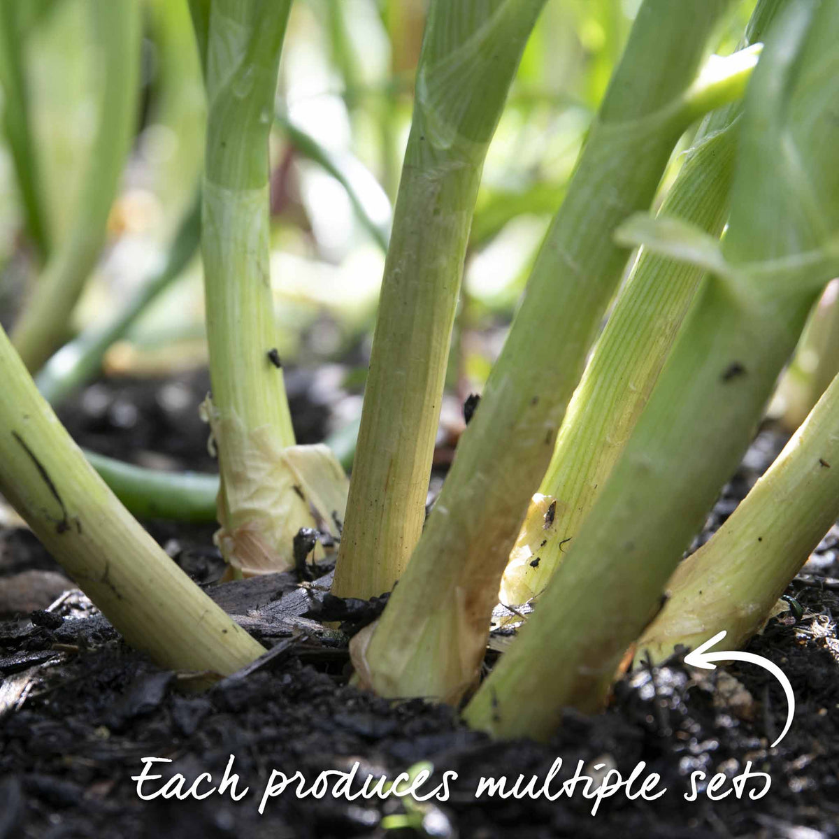 Shallot Duo Pack - Red Sun & Golden Gourmet | Set of 2
