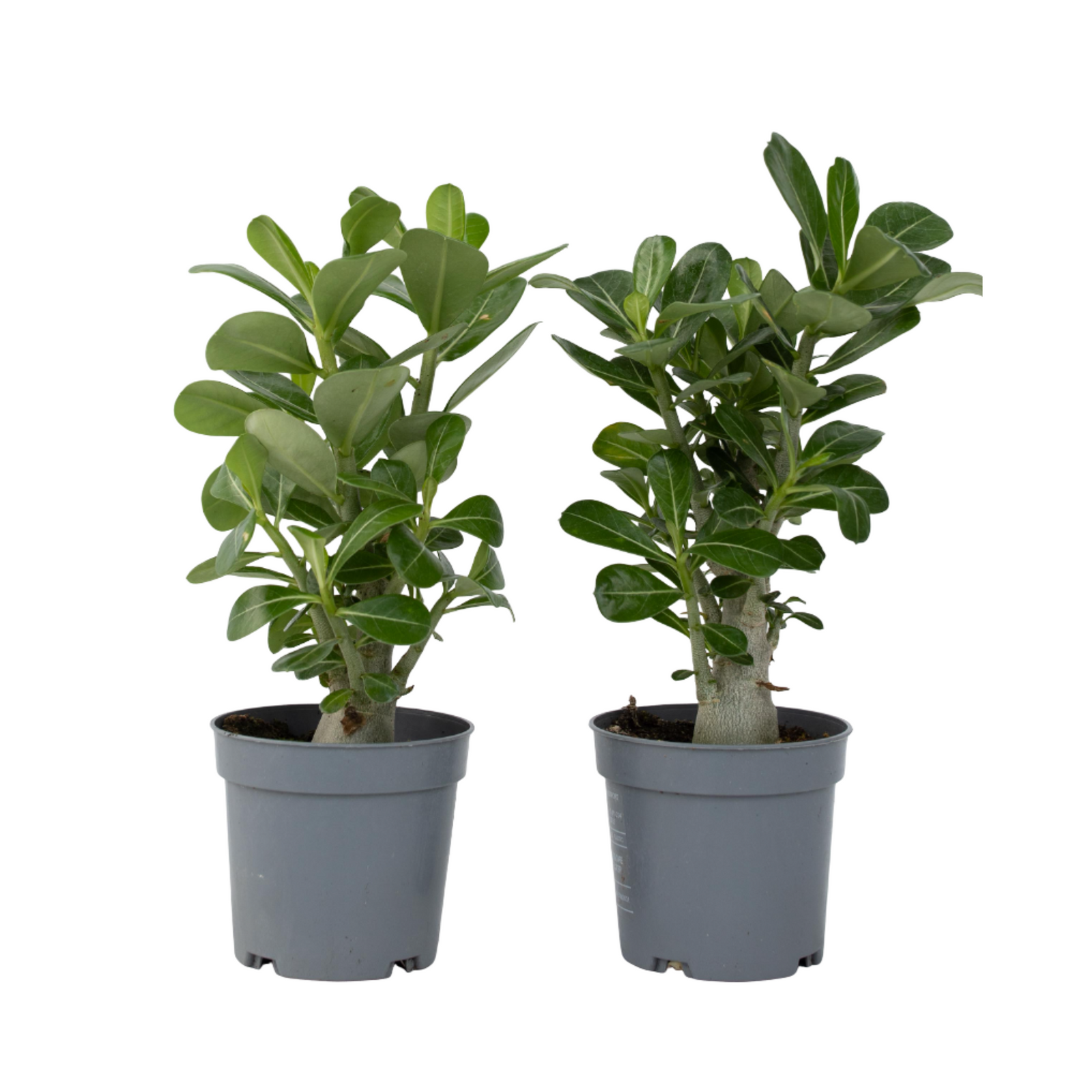 Desert Rose - 2 Pcs. - Adenium Obesum - Height 25-40cm - ⌀10,5cm | Set of 2 | Pink