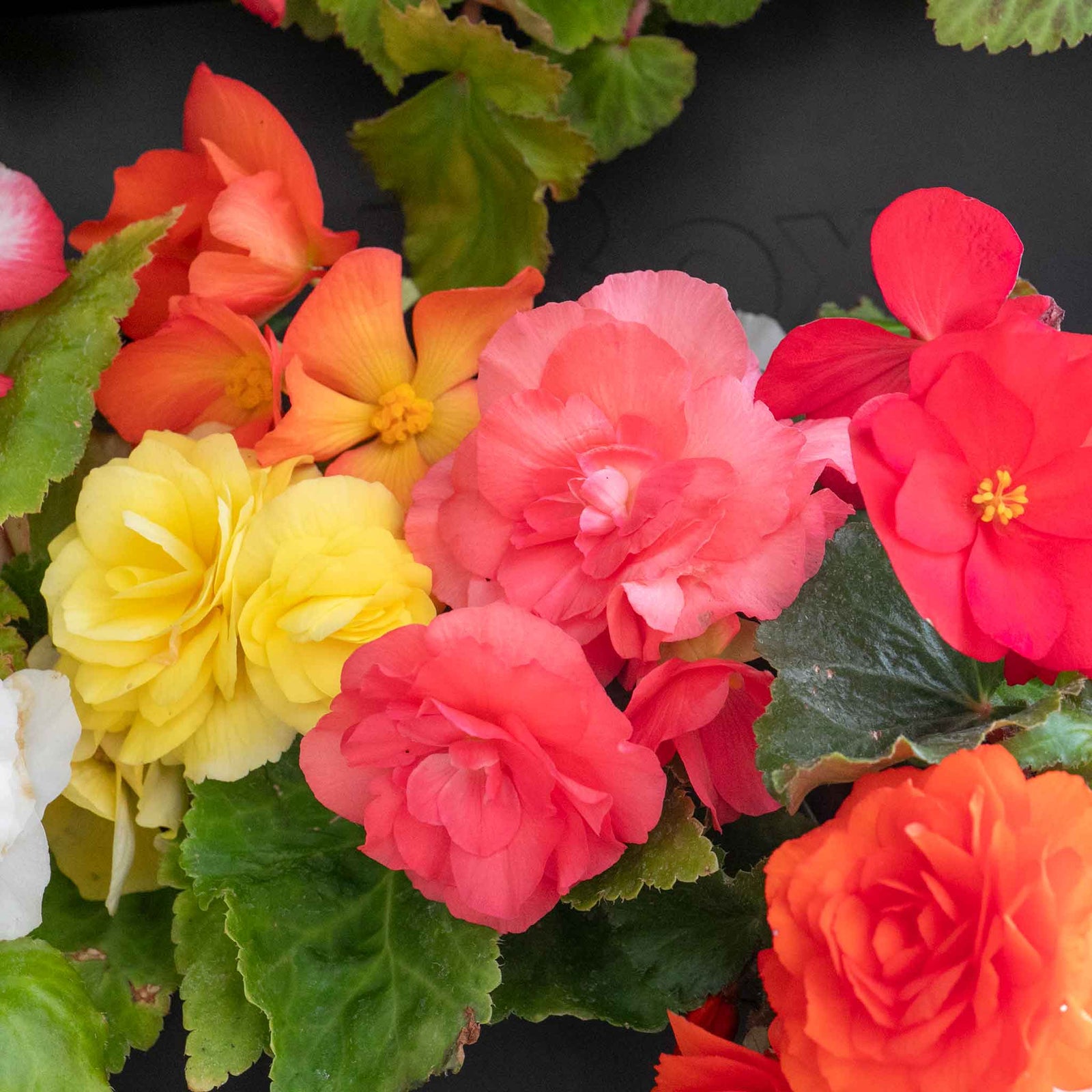 Begonia 'nonstop Mix' Double-flowering Shade-loving Bedding Plant | 20 x Pro Grower Plugs | Multi