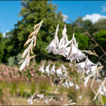 Dierama Igneum Snowbells- White Angels Fishing Rod Plants Set Of 3 In 7cm Pots