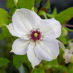 Clematis Miss Bateman Hardy White Climber | 1 x 2L | Green & White