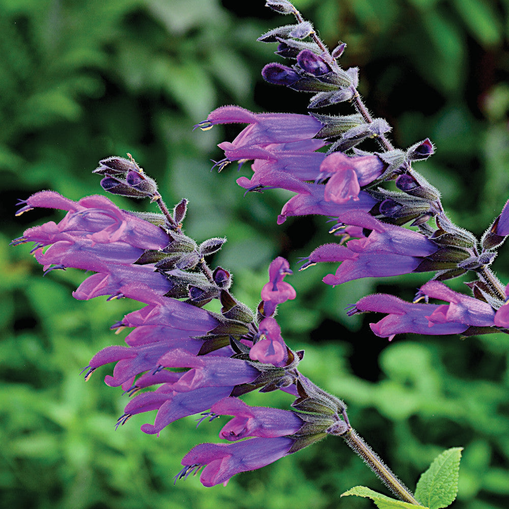 Salvia Nursery Favourites Collection - Hayloft Best Salvia In 1l Pots