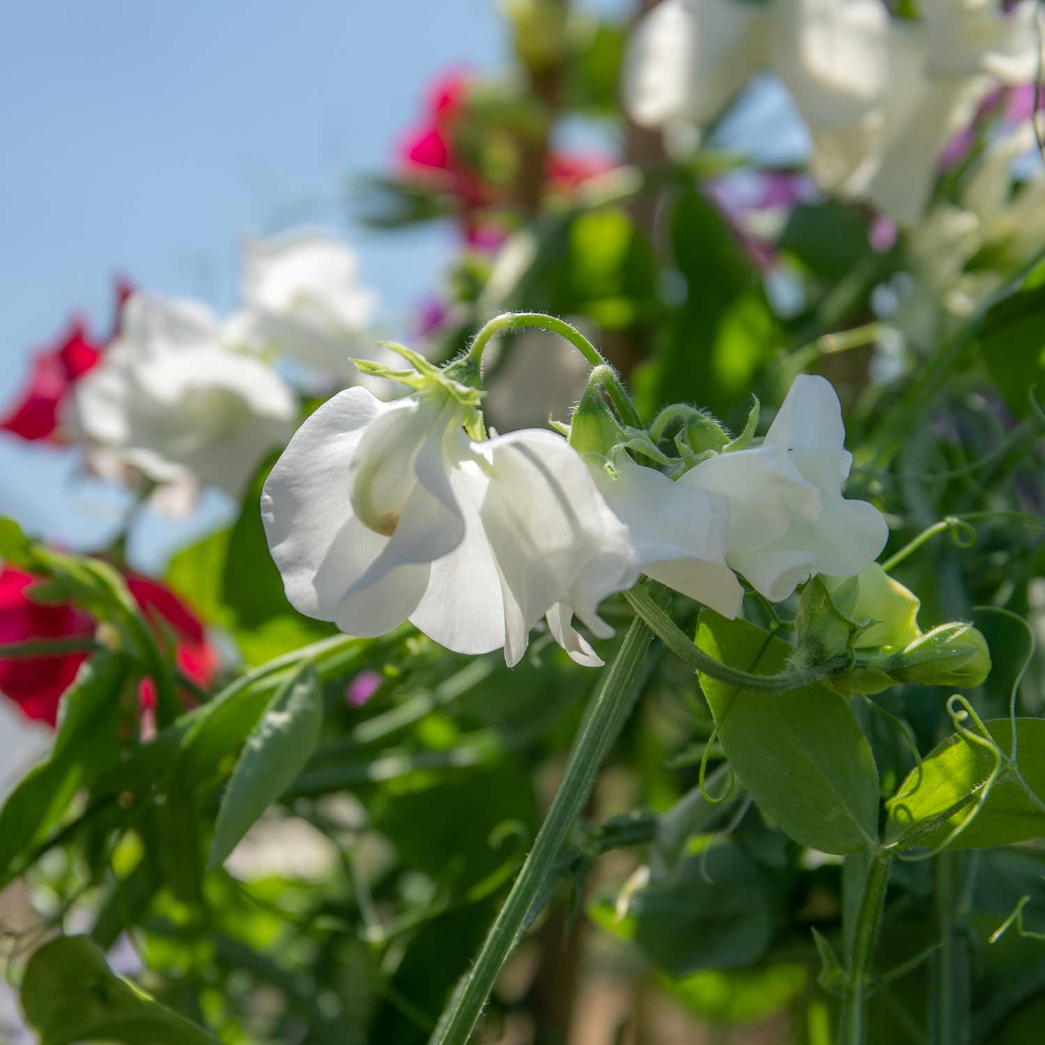 Sweet Pea 'flower Arranger's Blend' Scented Pastel Mix Seeds | 50 Seeds