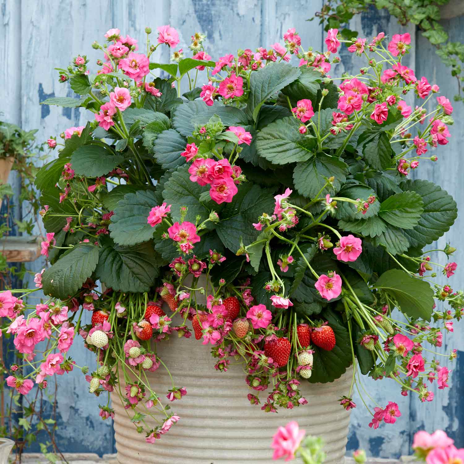 Strawberry Plant Summer Breeze Mixed | Red