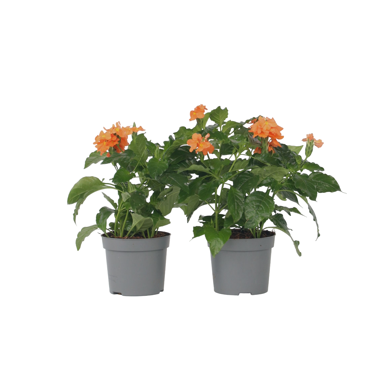 Firecracker Flower - 4 Pcs. - Crossandra 'fortuna' - Height 20-30cm - ⌀13cm | Set-of-4 | Orange